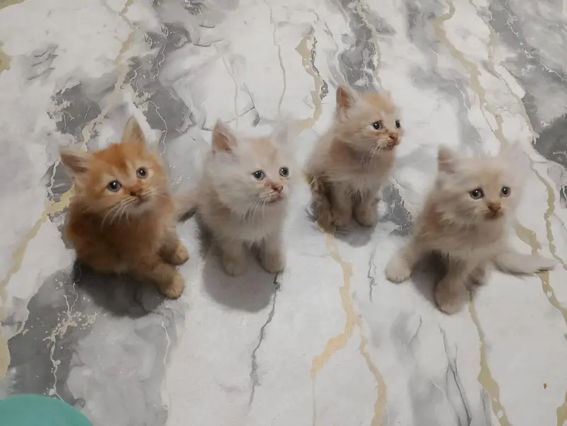 Persian kittens — photo 2