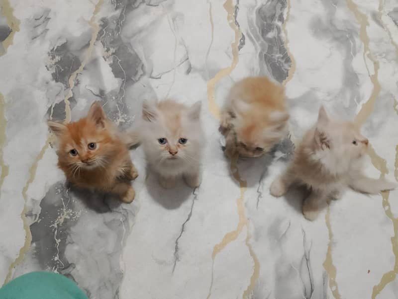 Persian kittens 2