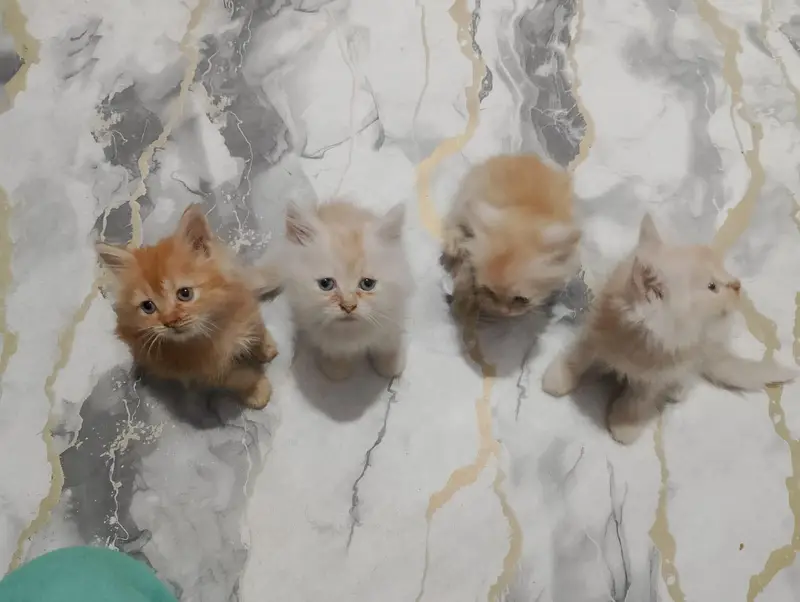 Persian kittens — photo 3