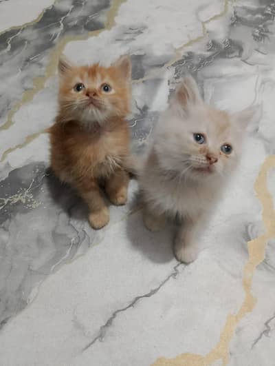Persian kittens