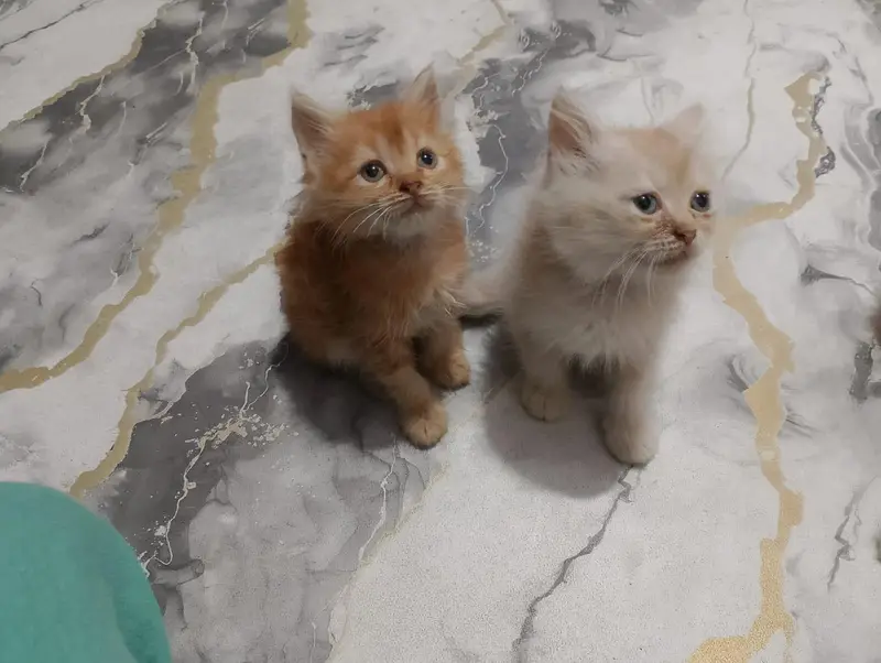 Persian kittens — photo 5