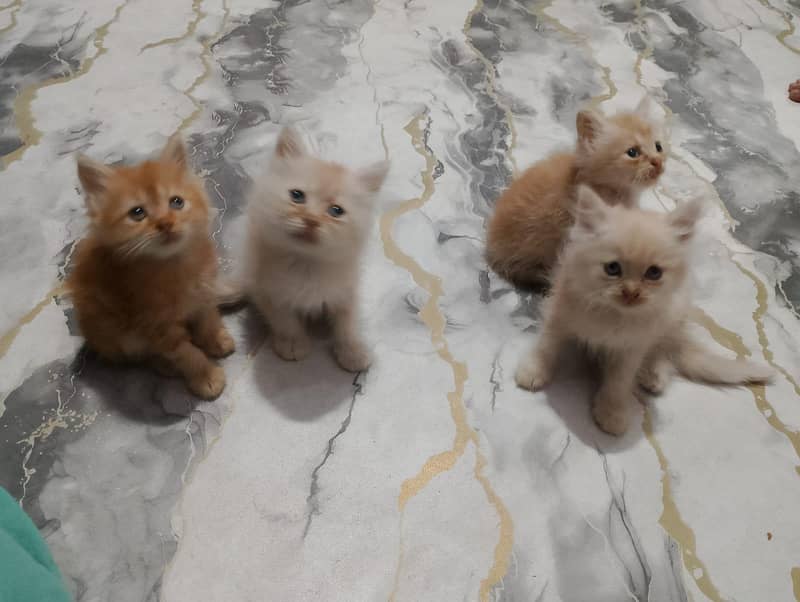 Persian kittens 5
