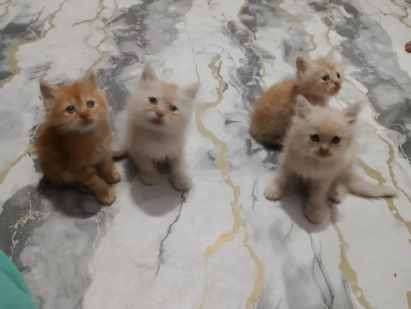 Persian kittens — photo 6