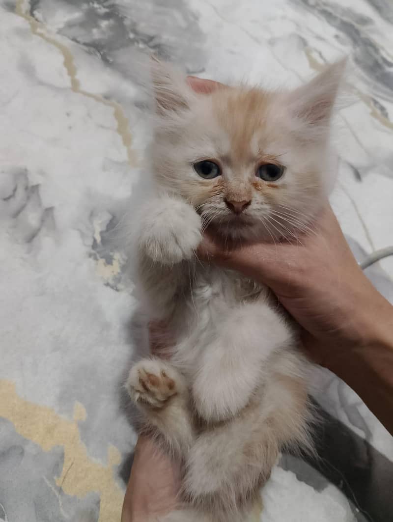 Persian kittens 6