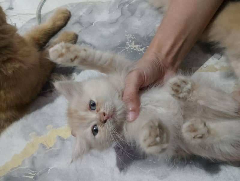 Persian kittens 7