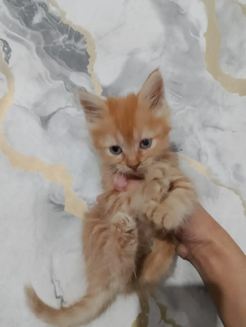 Persian kittens — photo 9