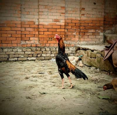 Shamo Chicks available