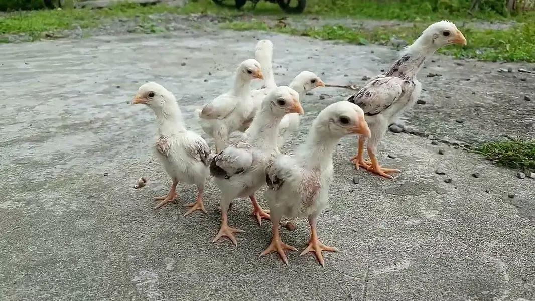 Shamo Chicks available — photo 2