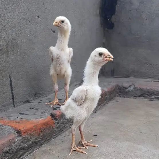 Shamo Chicks available — photo 3
