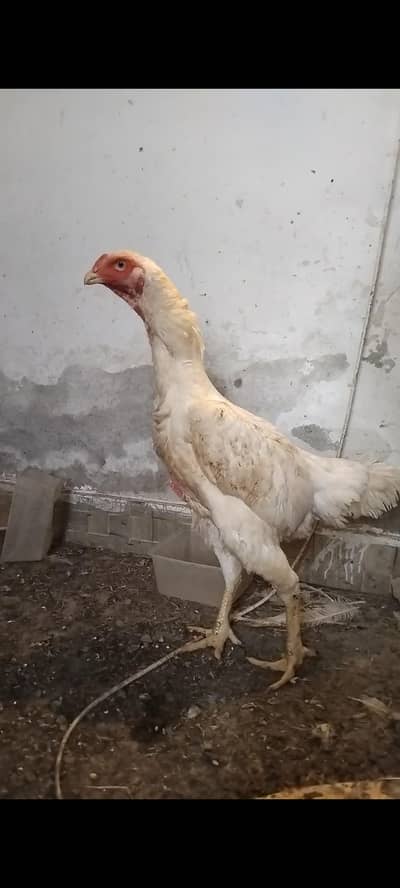 O Shamo Egg laying female Ketrina Muller