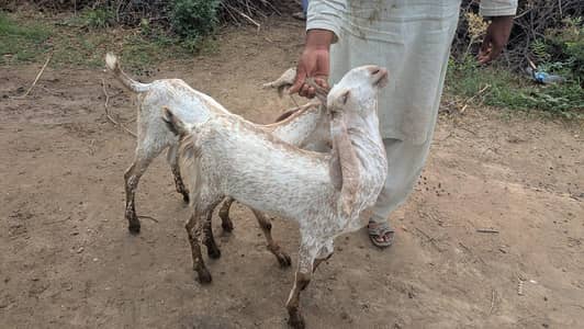 makhi cheeni jori for sale