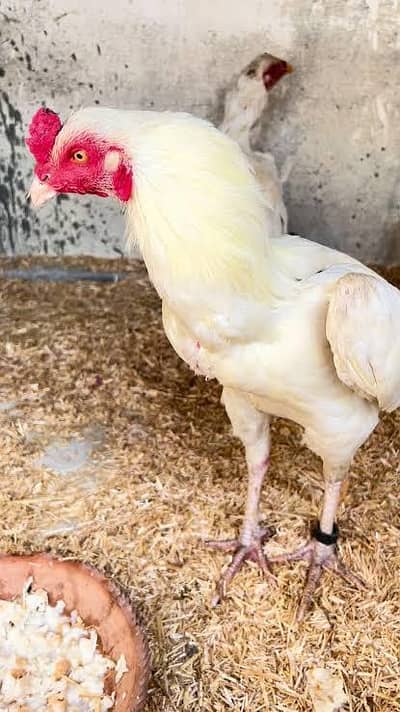 argent sale only serious person contact