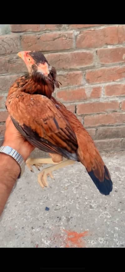 Aseel pathi for sale