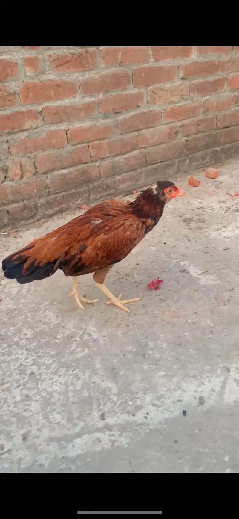 Aseel pathi for sale — photo 3