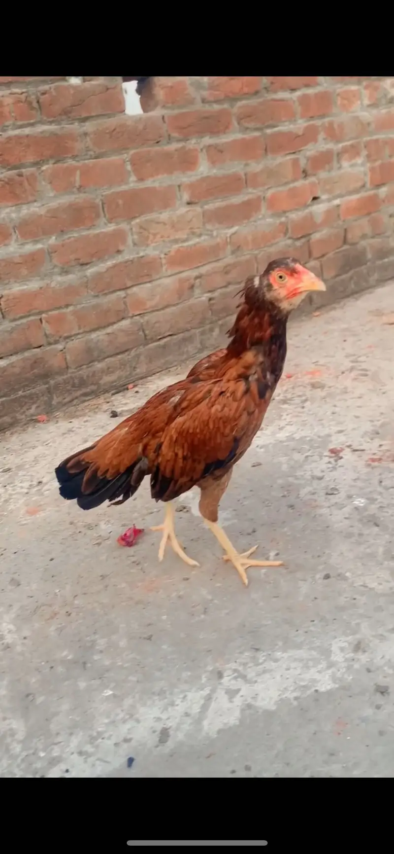 Aseel pathi for sale — photo 4