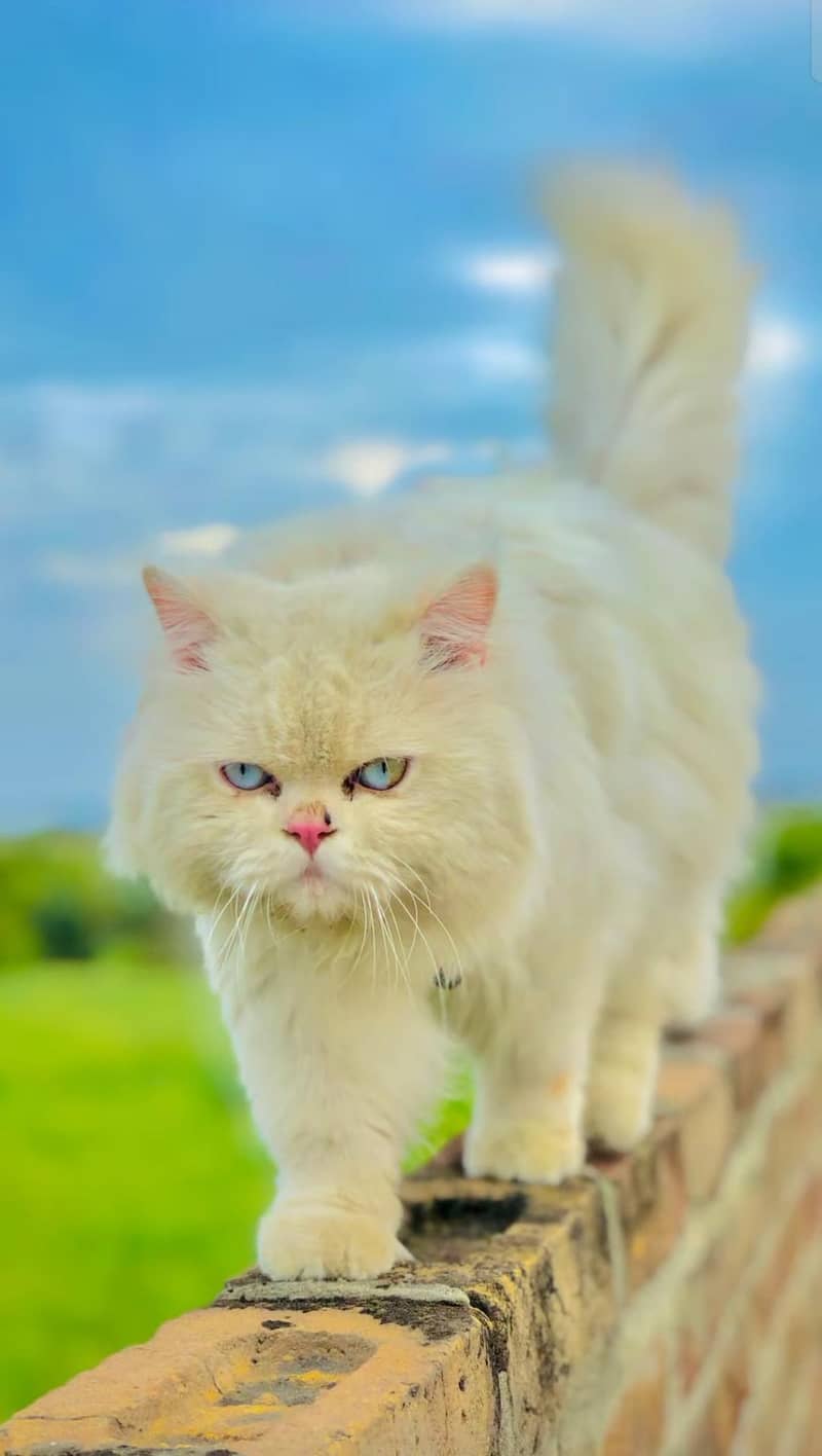 Persian cat 0