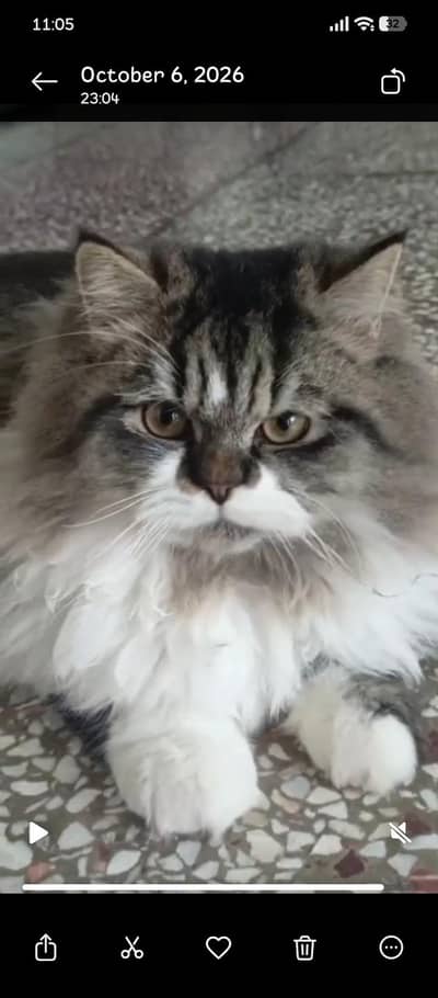 extreme quality Persian cat
