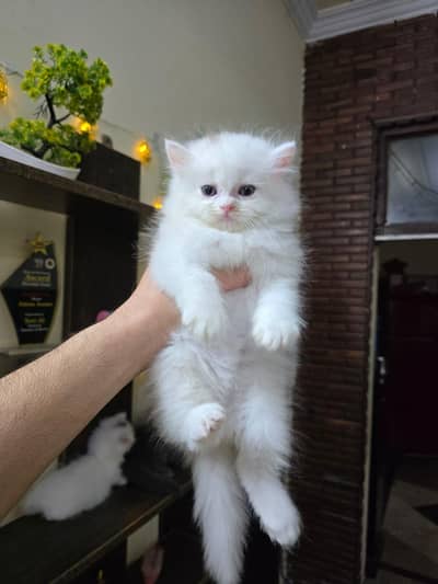 Persian kittens