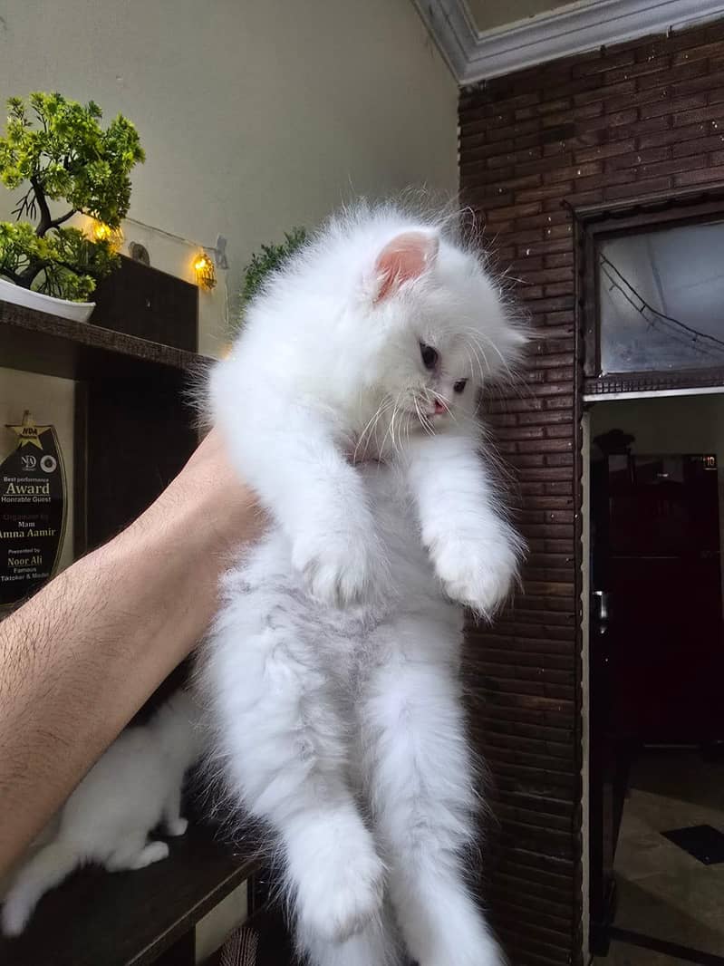 Persian kittens 1
