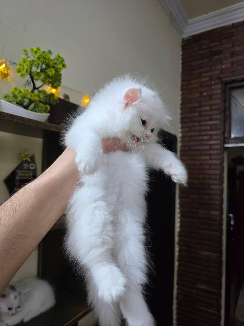 Persian kittens 2