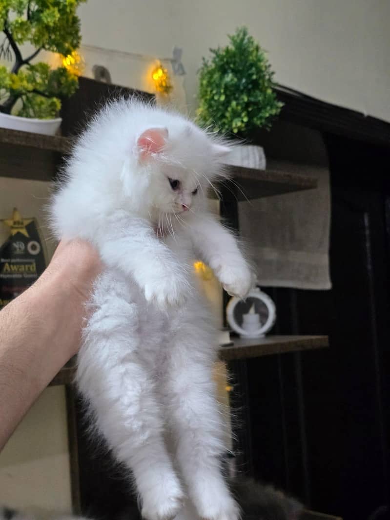 Persian kittens 3