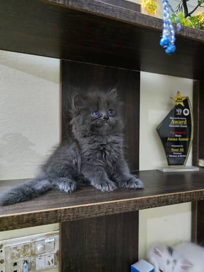 Persian kittens