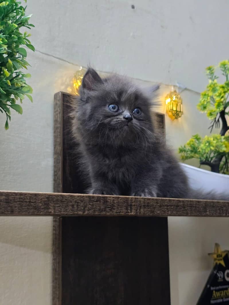 Persian kittens 5