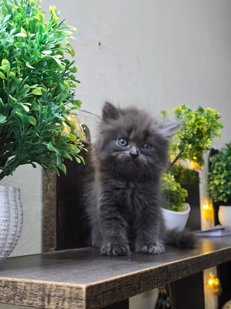 Persian kittens 6
