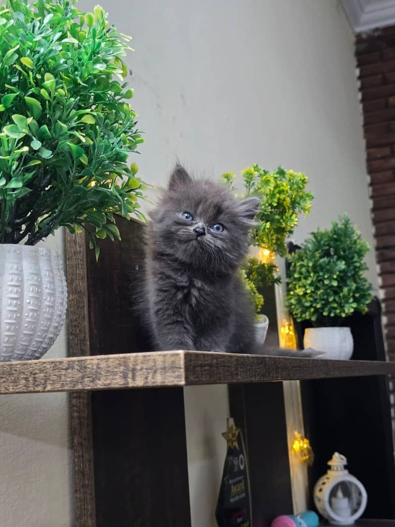 Persian kittens 7