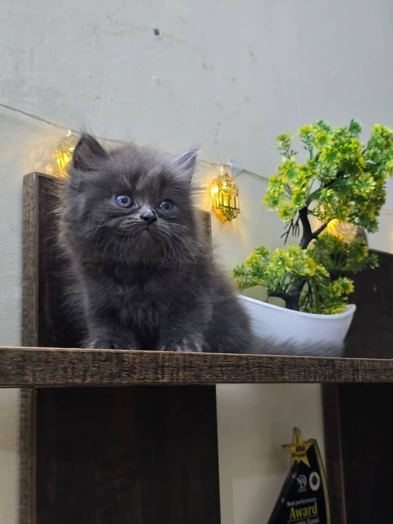 Persian kittens 8