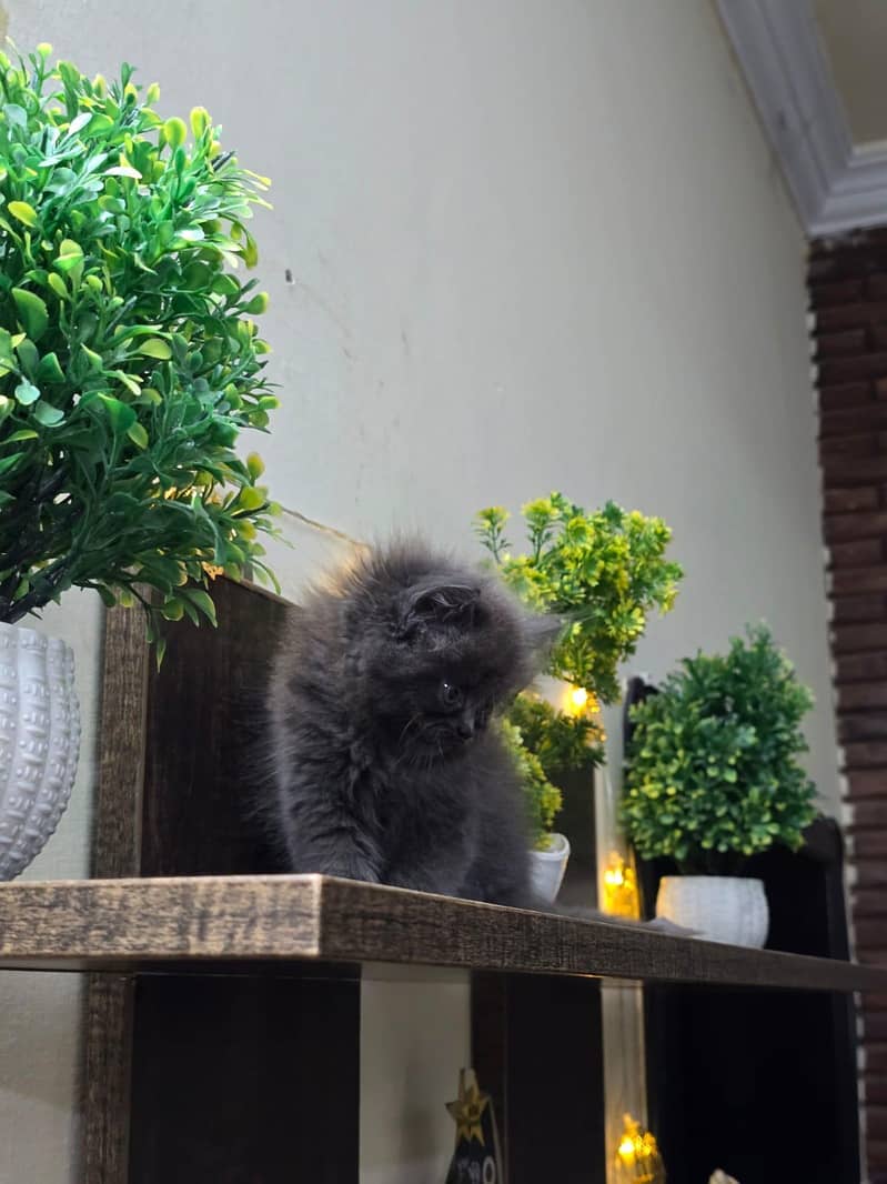 Persian kittens 9