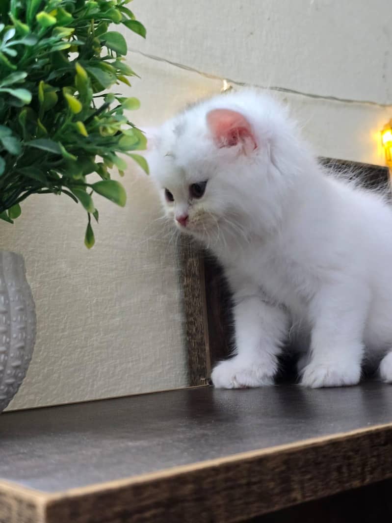 Persian kittens 10