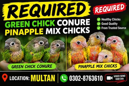 Need green chick and Pineapple Cnoure small baby location Multan