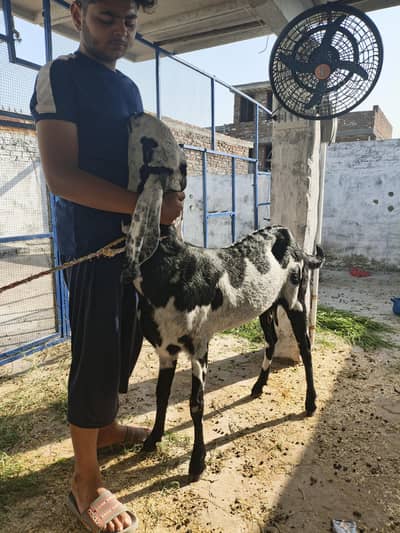 Beetal Bakri Big Size
