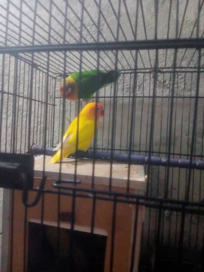 bird sale