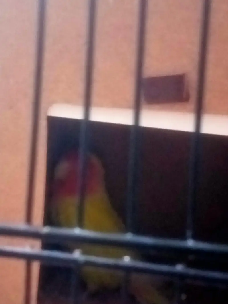 bird sale — photo 2