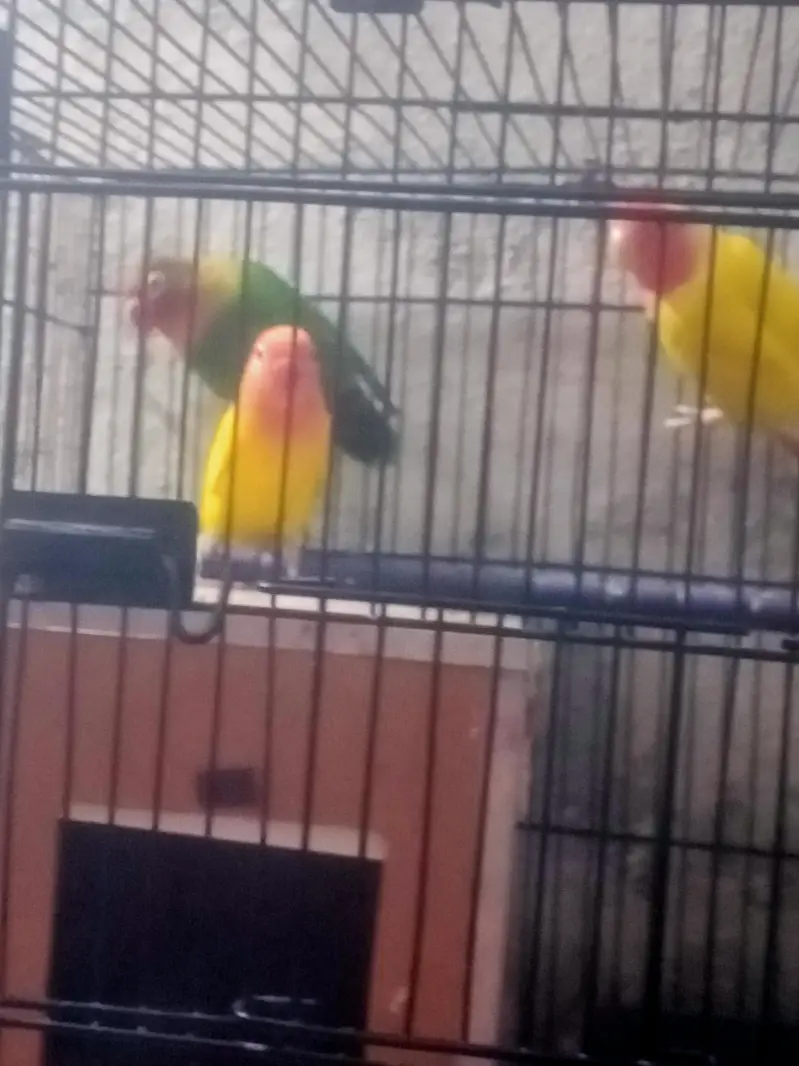 bird sale — photo 3