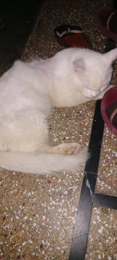 Persian Male snow white ODD eyed
