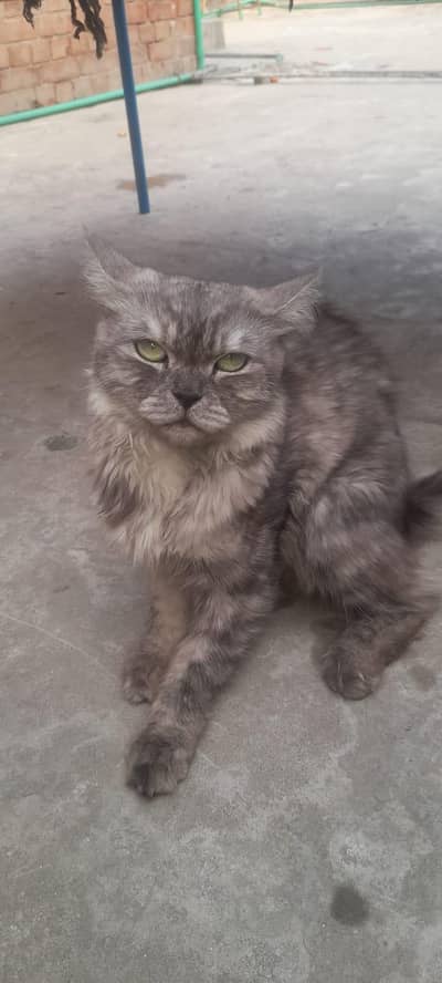 Cat Urgent sale