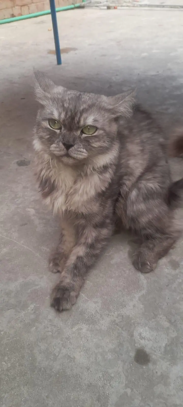Cat Urgent sale — photo 2