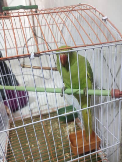 green parrote.