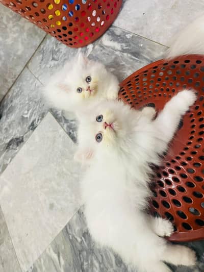triple coated kittens available. . .