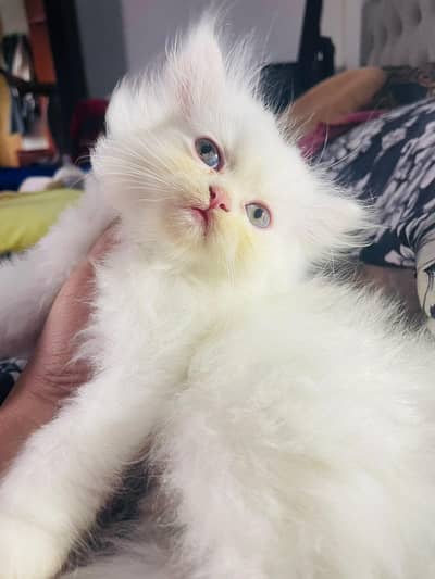 triple coated kittens for sale. . .