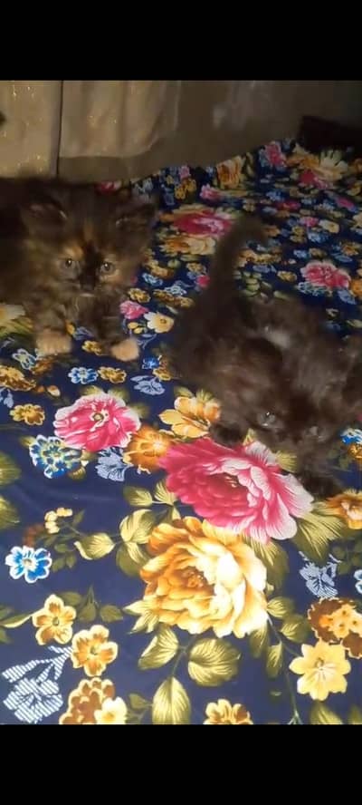 pure Persian triple coated