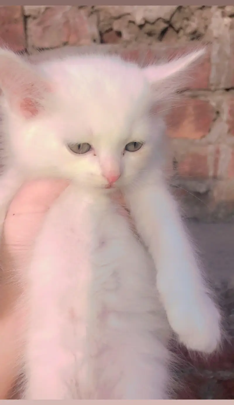 pure Persian triple coated — photo 4