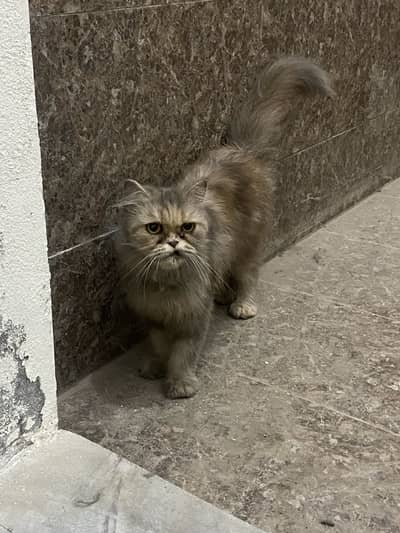 Persian cat
