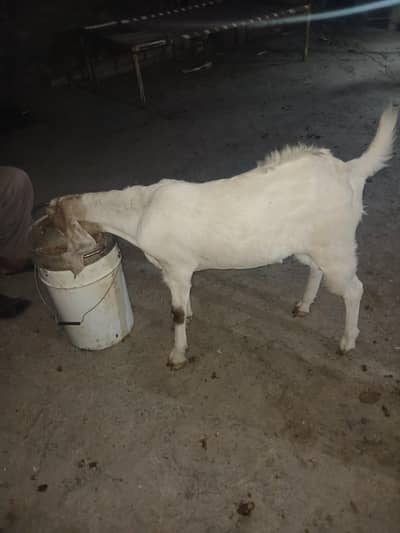2dant khassi bakra