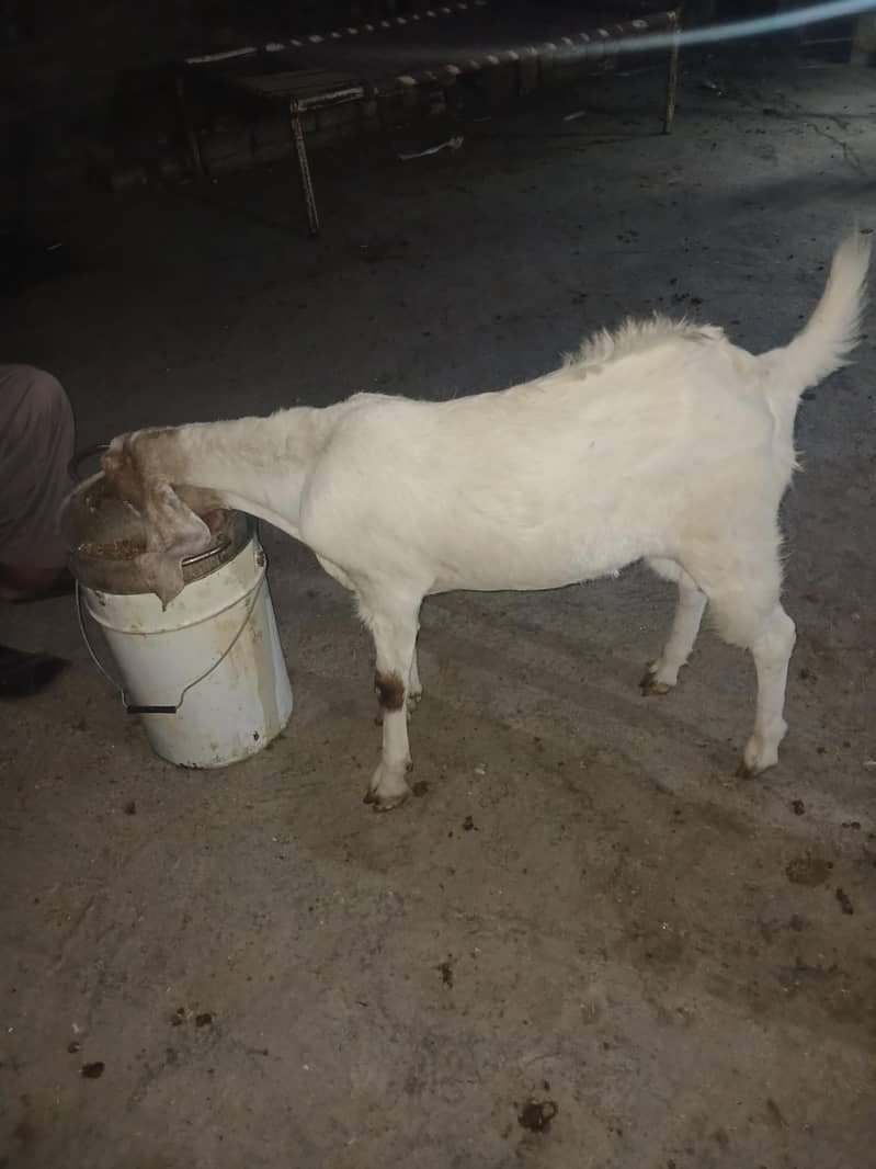 2dant khassi bakra 0