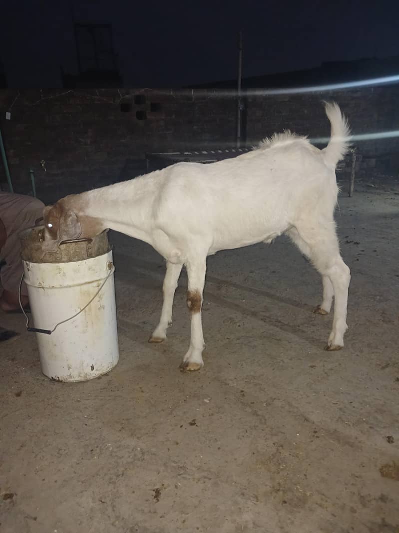 2dant khassi bakra 1