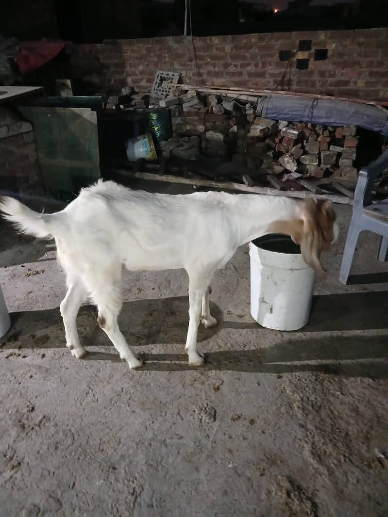 2dant khassi bakra 2